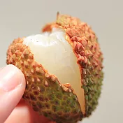 [ 大目農田 ] 歡喜玉荷包3台斤