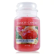 YANKEE CANDLE 香氛蠟燭-陽光下的杏色玫瑰 Sun-Drenched Apricot Rose(623g)