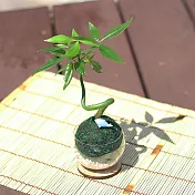 【迎光】2018萌寵動物綠苔球-發財樹