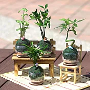 【迎光】2018萌寵動物綠苔球-四入組合