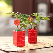 【迎光】囍事成雙發財樹二入組合