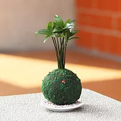 【迎光】開運綠苔玉-竹柏