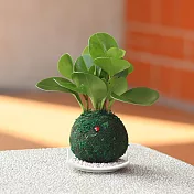 【迎光】開運綠苔玉-圓葉椒草