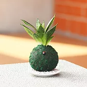 【迎光】開運綠苔玉-虎尾蘭