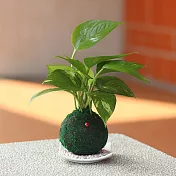 【迎光】開運綠苔玉-黃金葛