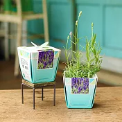 【迎光】香草物語小植栽-薰衣草