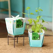 【迎光】香草物語小植栽-貓薄荷