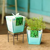 【迎光】香草物語小植栽-百里香