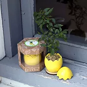 【迎光】Yummy!鮮採蛋植栽-黃