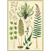 美國 Cavallini & Co. wrap 包裝紙/海報 蕨類植物
