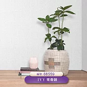 台製 IVY常春藤 環保無毒 防燃耐熱 53X1000cm 壁紙3卷(3色選） 68559