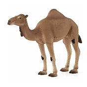 【Mojo Fun 動物星球】387113 特區動物-駱駝