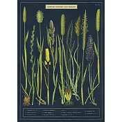 美國 Cavallini & Co. wrap 包裝紙/海報 湖畔觀賞植物