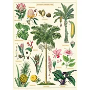 美國 Cavallini & Co. wrap 包裝紙/海報 熱帶植物 Tropical plants