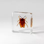 【賽先生科學工廠】日式木盒昆蟲標本 - 荔蝽幼蟲