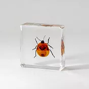 【賽先生科學工廠】日式木盒昆蟲標本 - 花蝽