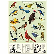 美國 Cavallini & Co. wrap 包裝紙/海報  鳥類觀察