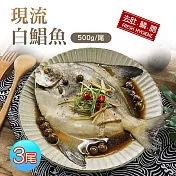 【優鮮配】野生一本釣白鯧魚3尾(約500g±10%/尾)免運