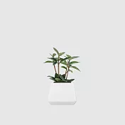 森多 方盆系列 │ 多葉蘭 - 弦月椒草 水耕盆栽 陶瓷盆器 【 小方陶瓷（白釉） 】