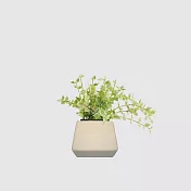 森多 方盆系列 │ 百萬心 - 垂掛植物 水耕盆栽 陶瓷盆器 【 小方陶瓷（素胚） 】