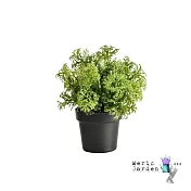 【Meric Garden】創意北歐仿真療癒小綠植盆栽/桌面裝飾擺設_ 香芹葉