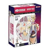 【4D MASTER】立體拼組模型人體解剖教學系列-全透視人體-8吋半身透明軀幹 626108
