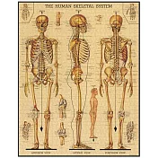 美國 Cavallini & Co. 1000片拼圖 人體骨骼