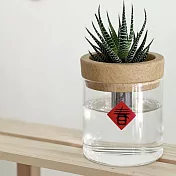 抓錢滿滿好運來【Green Pandora】水耕盆栽/木紋 十二支卷