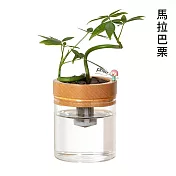 堅定與毅力【Green Pandora】水耕盆栽/木紋 馬拉巴栗