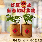 財運滾滾來【Green Pandora】2025新春招財軟木盆栽｜發財樹 (2入/組)