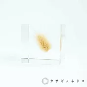 【usaginonedoko 京都兔之床】Sola cube 兔尾草立方塊 (宙言葉：堅強而柔軟) | 鈴木太太公司貨