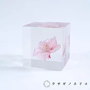 【usaginonedoko 京都兔之床】Sola cube 河津櫻立方塊 (花言葉：託付思念、純潔、淡泊) | 鈴木太太公司貨