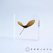 【usaginonedoko 京都兔之床】1.5cm厚切型片狀標本- 紅葉種子 | 鈴木太太公司貨