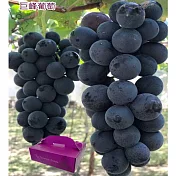 黑貓嚴選【古月葡萄農園】頂級巨峰葡萄x1盒(2000g±3%/盒) (CAT)