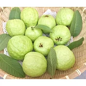 【黑貓嚴選】社頭山腳陳家牛奶芭樂-珍珠芭樂(6000g/箱)(CAT)