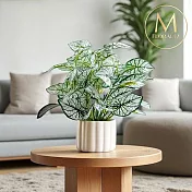 【Floral M】居家白色戀人海芋仿真綠植