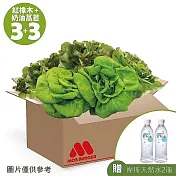 【MOS摩斯漢堡】水耕蔬菜箱-奶油波士頓萵苣/紅橡木萵苣 贈天然水2瓶 (奶油180gx3+紅橡木150gx3)