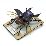 Fuumas 立體可動木質拼圖－長角大鍬形蟲