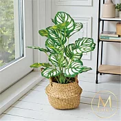 【Floral M】平安如意居家青蘋果竹芋仿真植栽