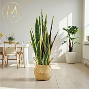 【Floral M】居家招財進寶旺事業虎尾蘭仿真植栽