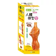 3D立體積木 人體模型(女)