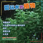 愛玩水的植物 (影片)