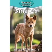 Dingoes