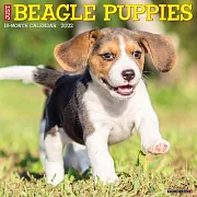 Just Beagle Puppies 2022 Wall Calendar