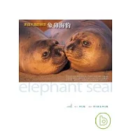 來自大海的朋友-象鼻海豹