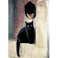 貓咪兩相好明信片