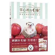 掌心裡的毛球!帶來幸福的刺蝟小紅豆