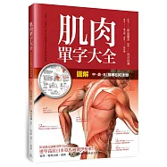 圖解：肌肉單字大全