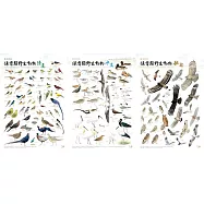 臺灣地區保育類野生動物圖鑑海報：鳥類篇(3張1套)