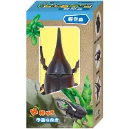 發條甲：姬兜蟲